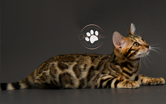 Bengal kitten for sale